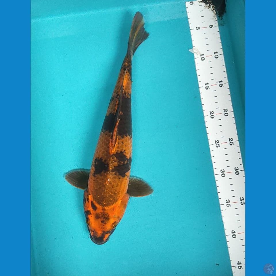 KIN.SHOWA KAGE 37CM FM