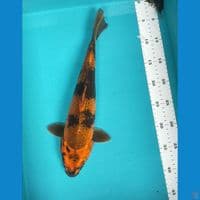 KIN.SHOWA KAGE 37CM FM