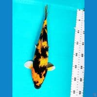 Ki utsurimono 33cm fm