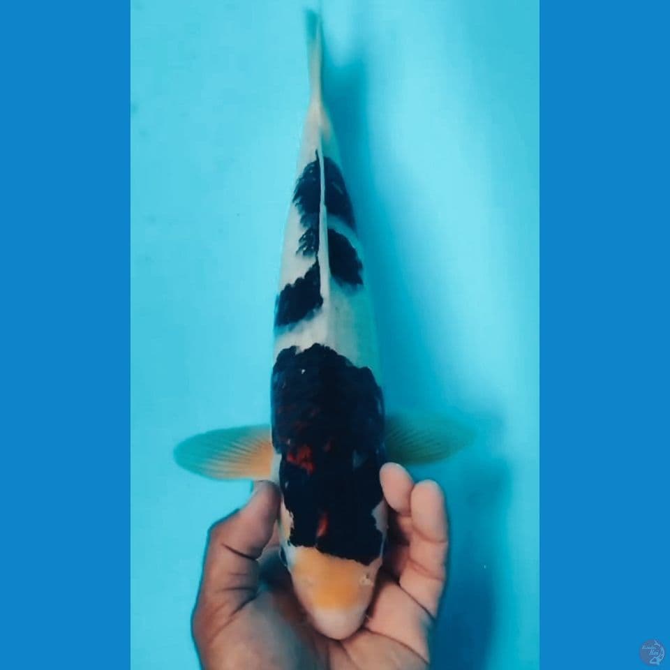 BUDO GOOO 40CM