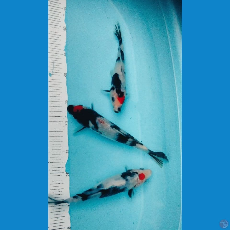 CIPLUXXX 22/25CM