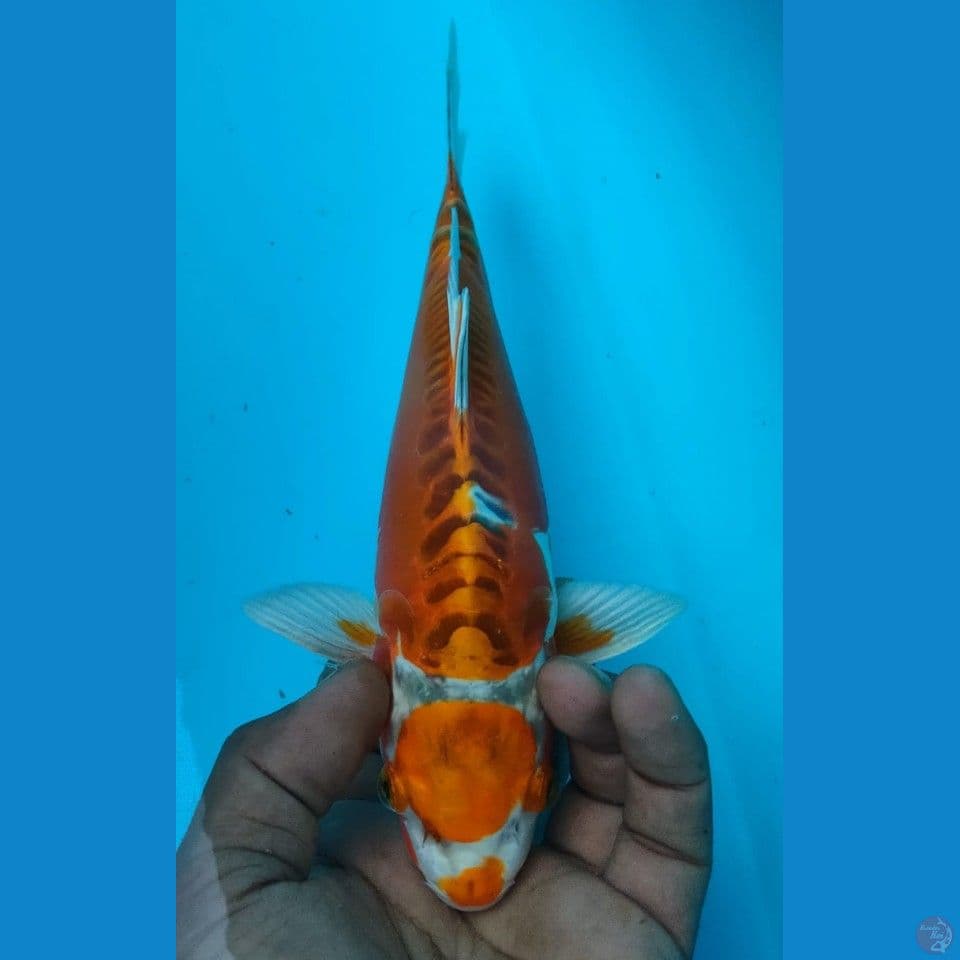 YELOW SUSUI 25CM