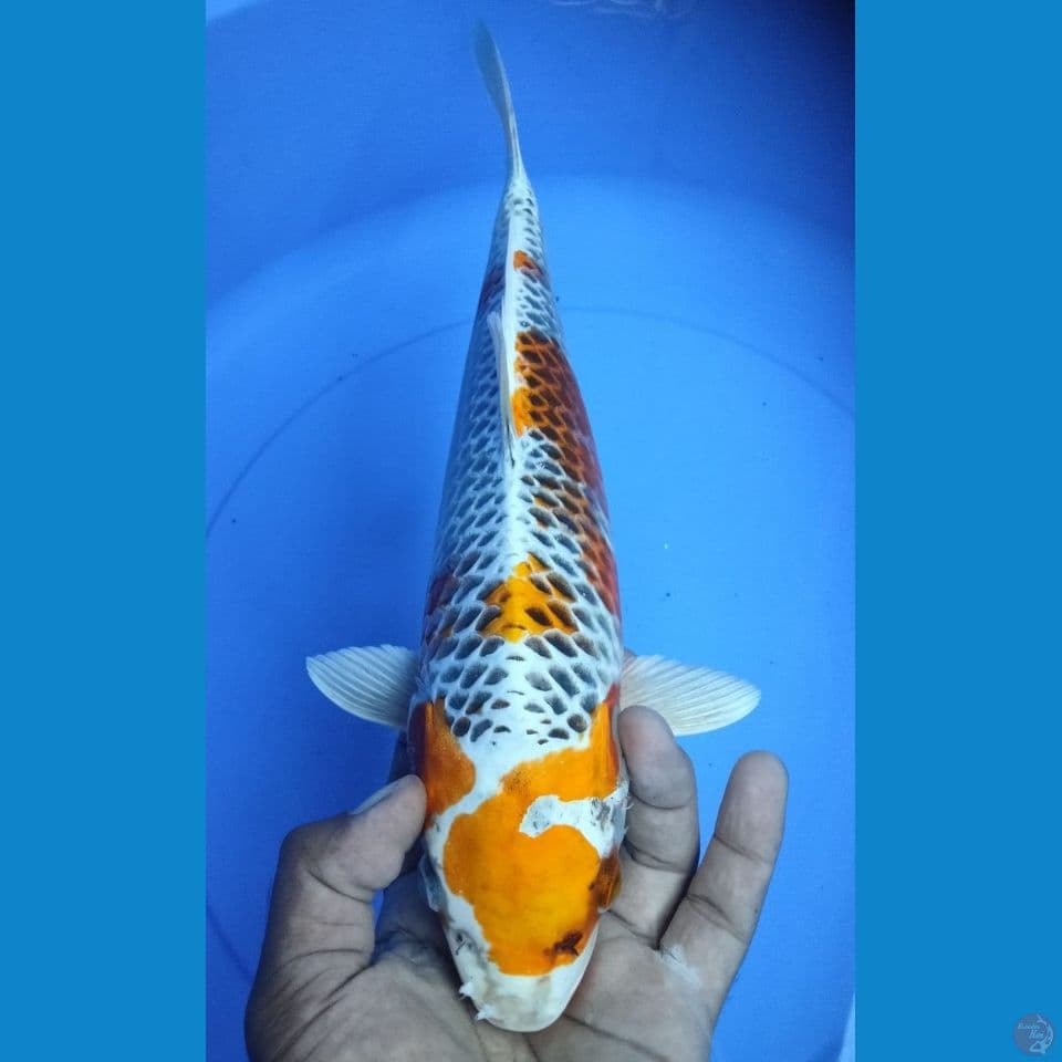 KUJAKU 36CM