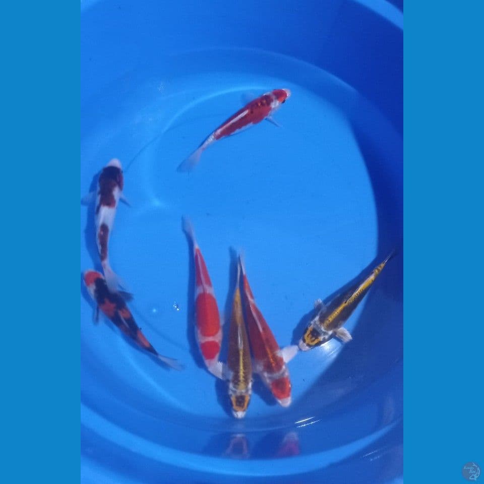 MIX MARUTEN 17,20CM