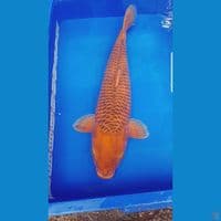 caramel 50 cm good quality