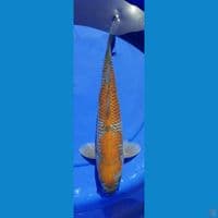 OCHIBA 40CM MALE