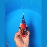 Showa 27cm male