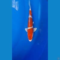 Kohaku Hikari