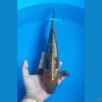 Doitsu Aragoke 34cm