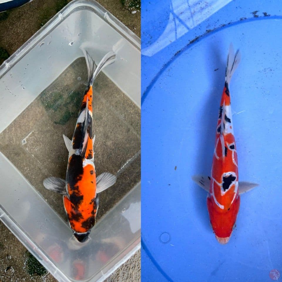 sowa sanke doitsu