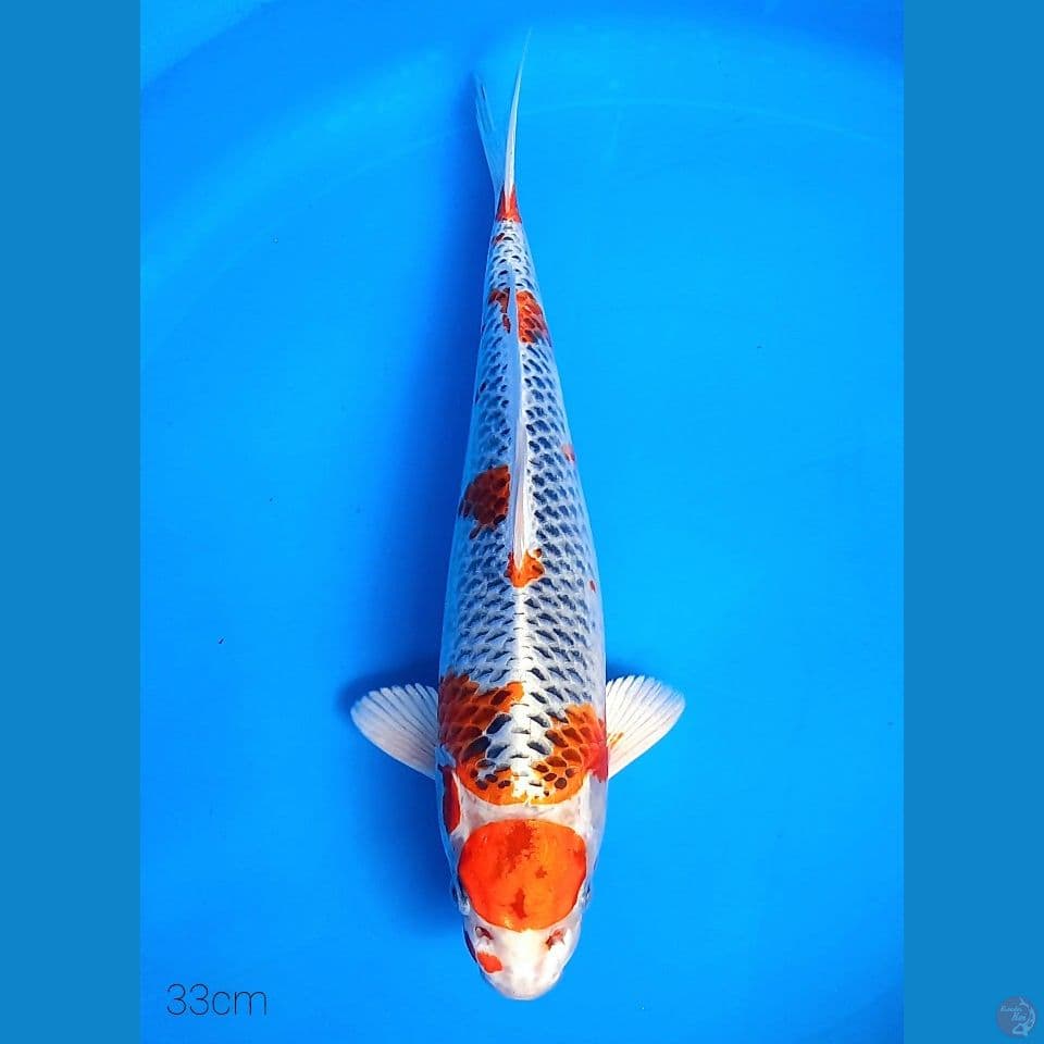 MARUTEN KUJAKU 33CM