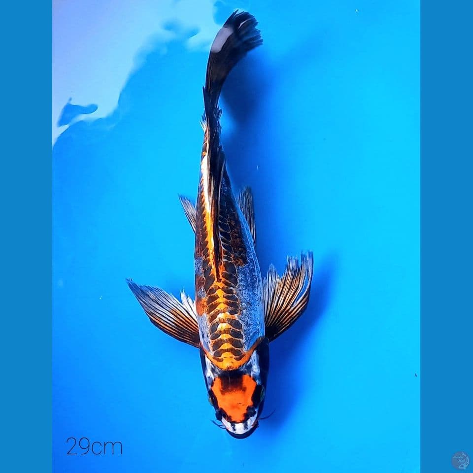 KUMPAY MARUTEN KIKOKURYU 29CM