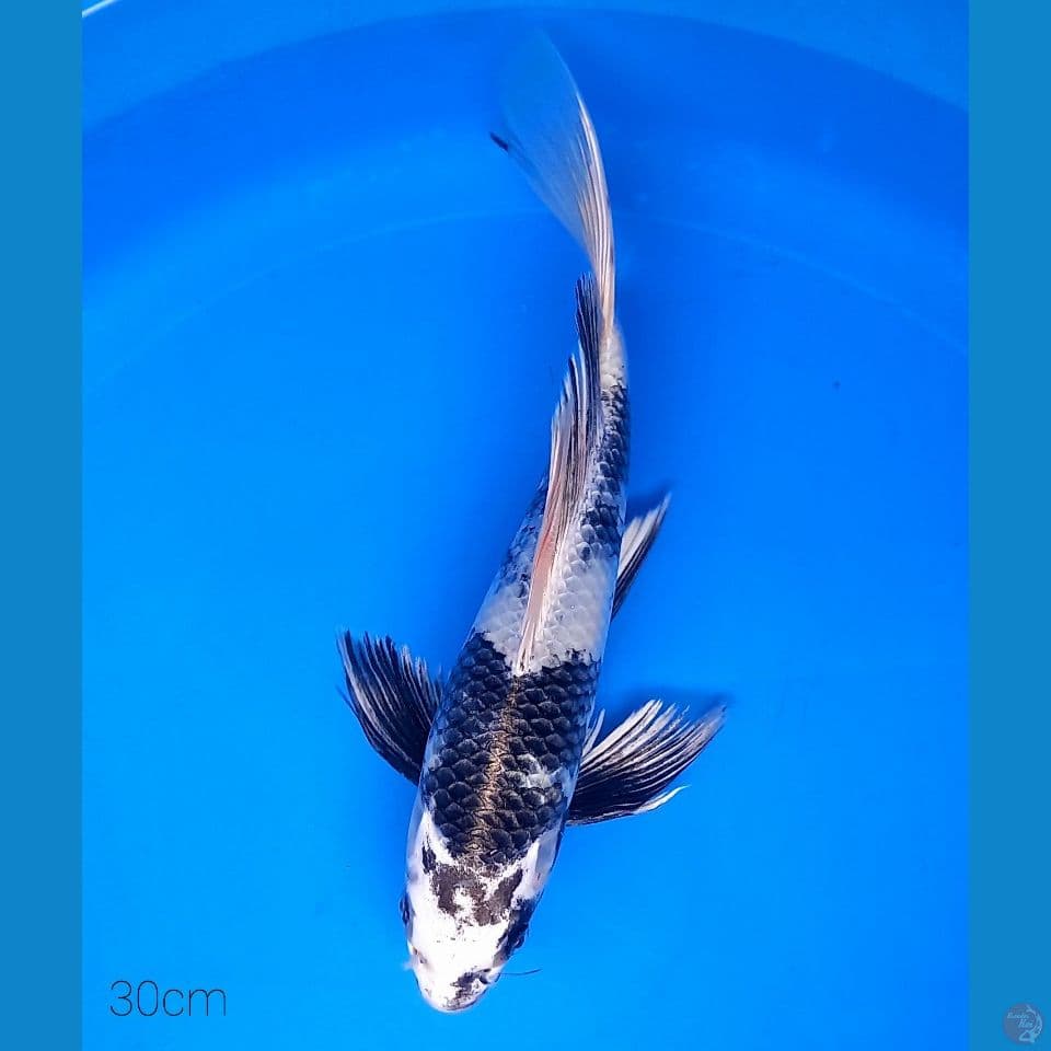 KUMPAI GIN SHIRO 30CM