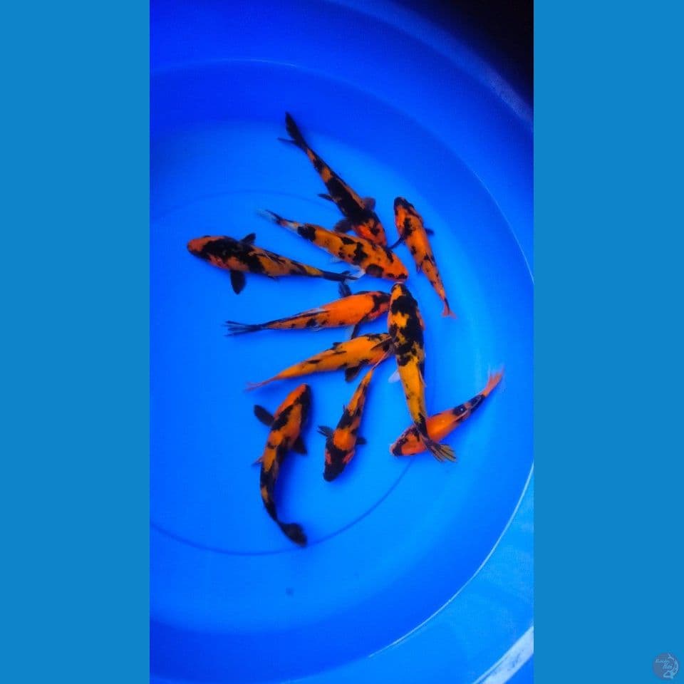 UTSURI 15/17CM
