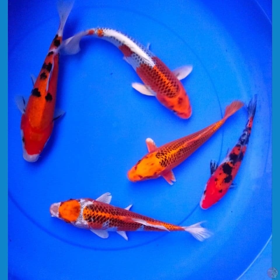 PAKET 20'22'25CM