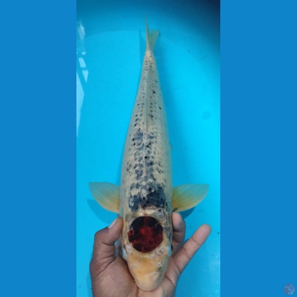TANCHO 52CM