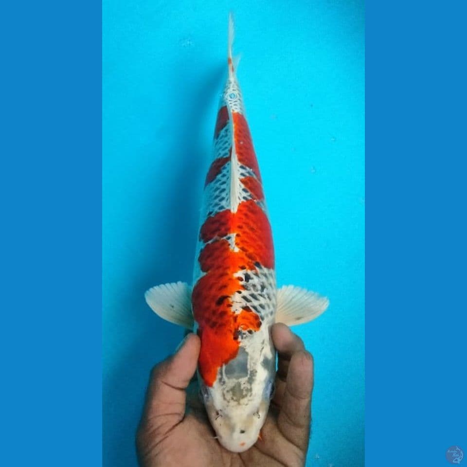 KUJAKU 39CM