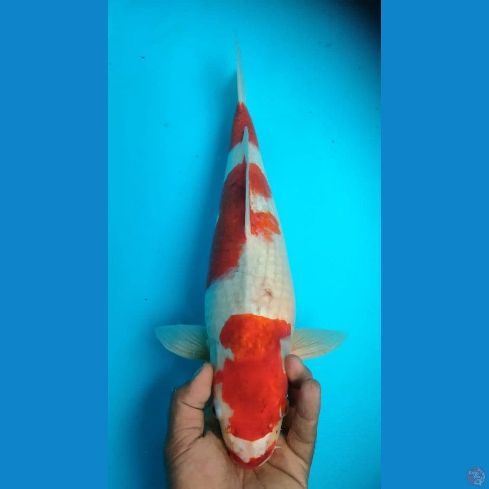 AIGOROMO 43CM