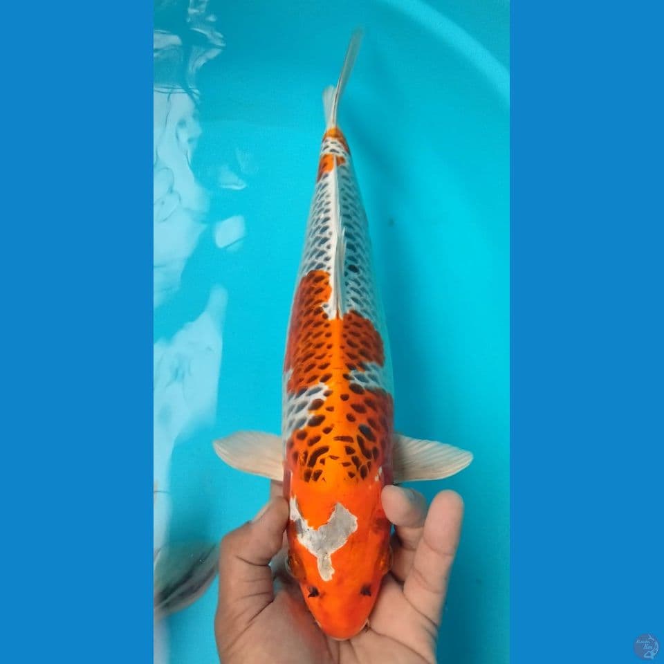 KUJAKU 37 CM