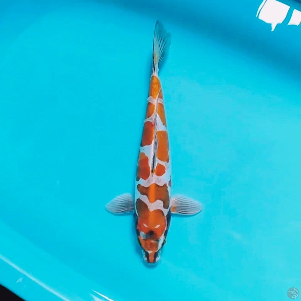 kiko male 40cm