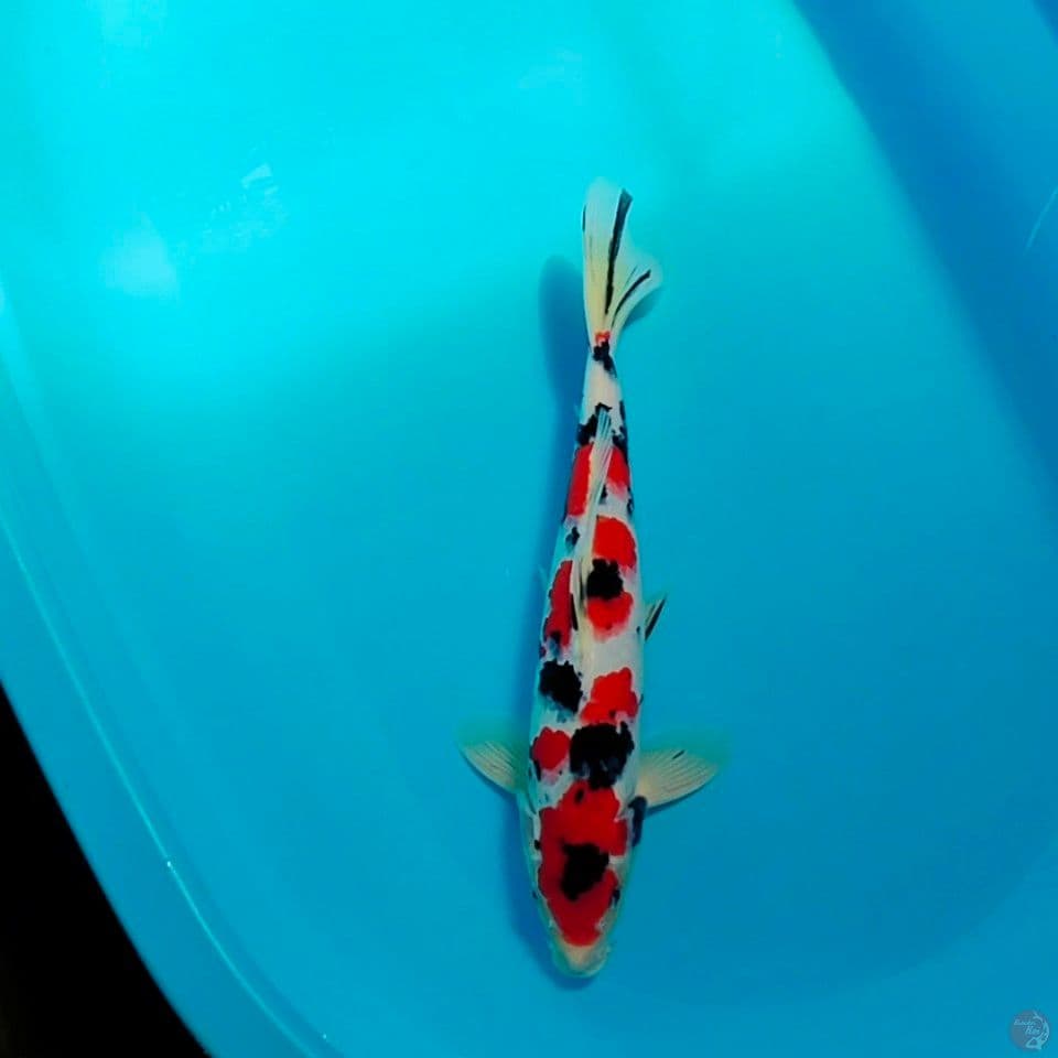sakura male 38cm