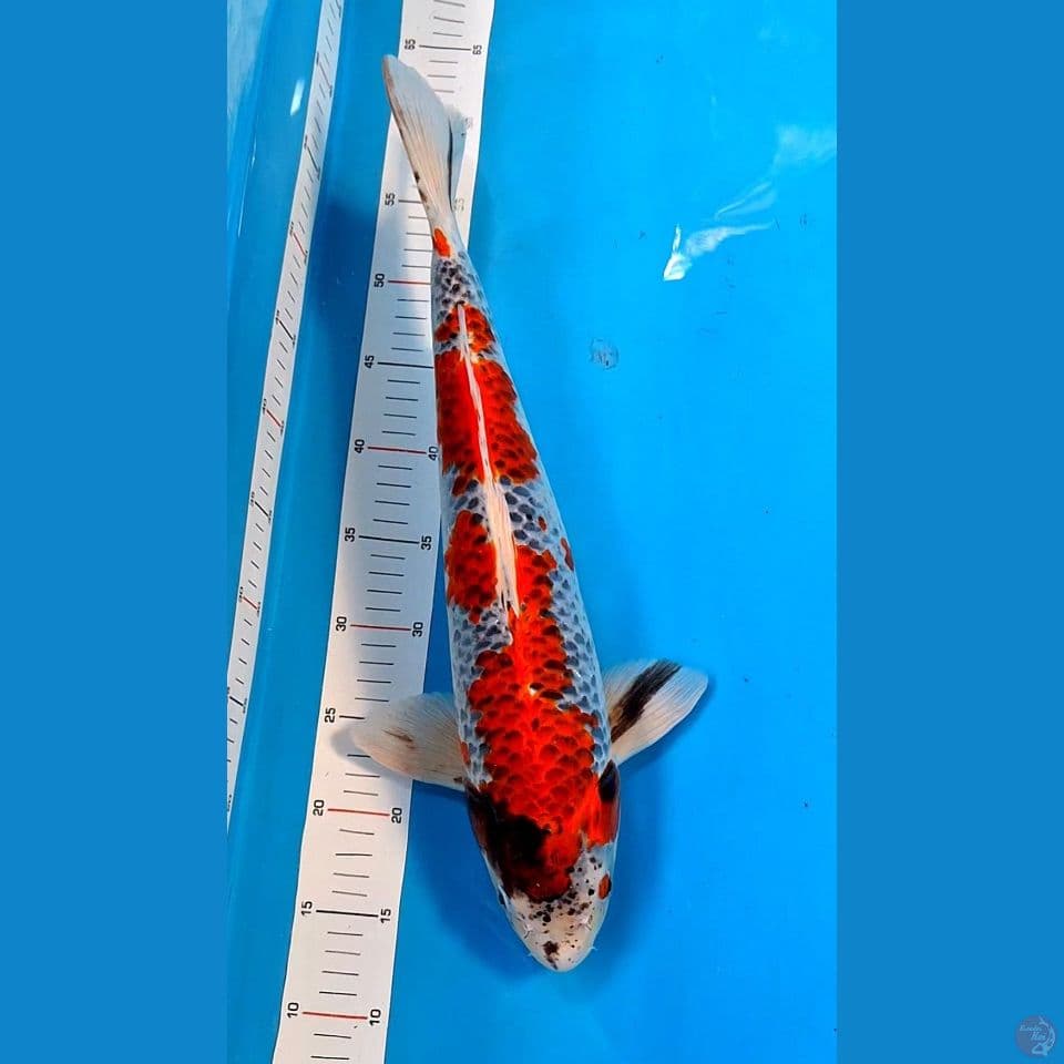 Male 