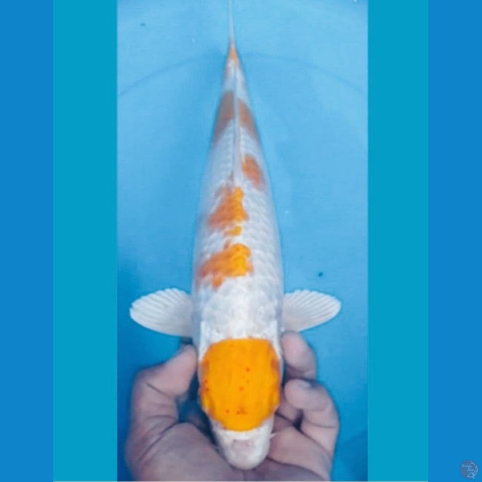 HARIWAKE 38CM