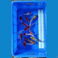 Sepesial Paket 13 ekor 
