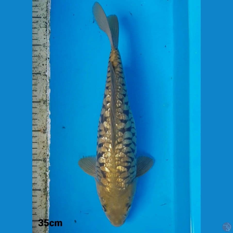 MIDORI ARAGOKE GINRIN 35CM