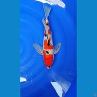 kumpay sanke 30 cm original