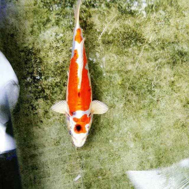 Maruten goromo doitsu