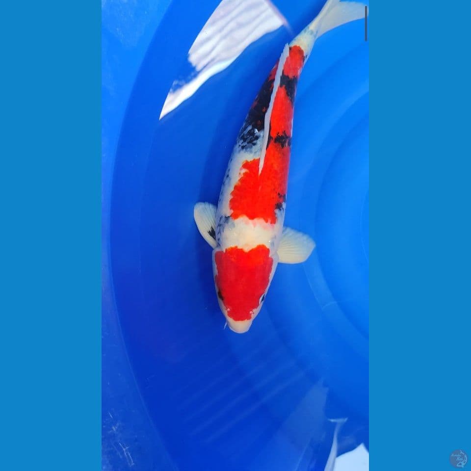 Showa jantan 45 cm
