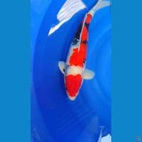 Showa jantan 45 cm