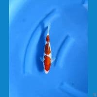 kohaku step 3 male 23cm