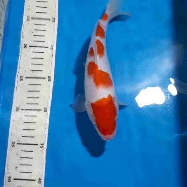 KOHAKU 26 CM