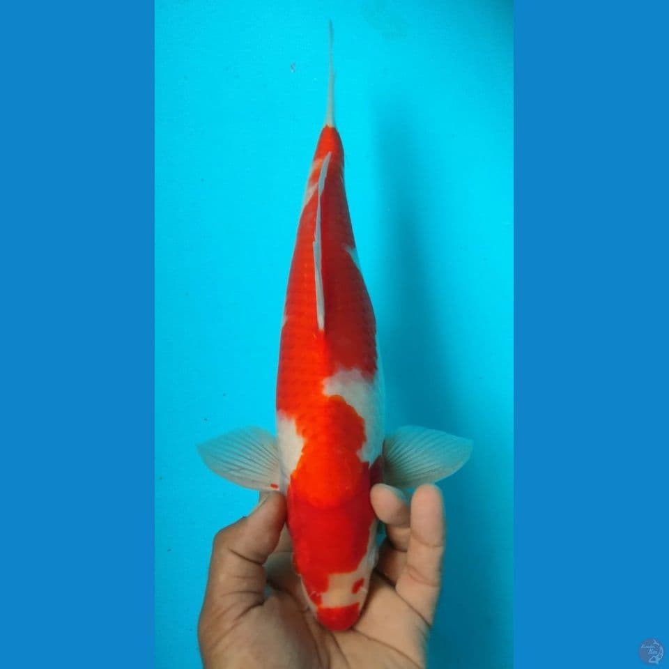 KOHAKU 36CM