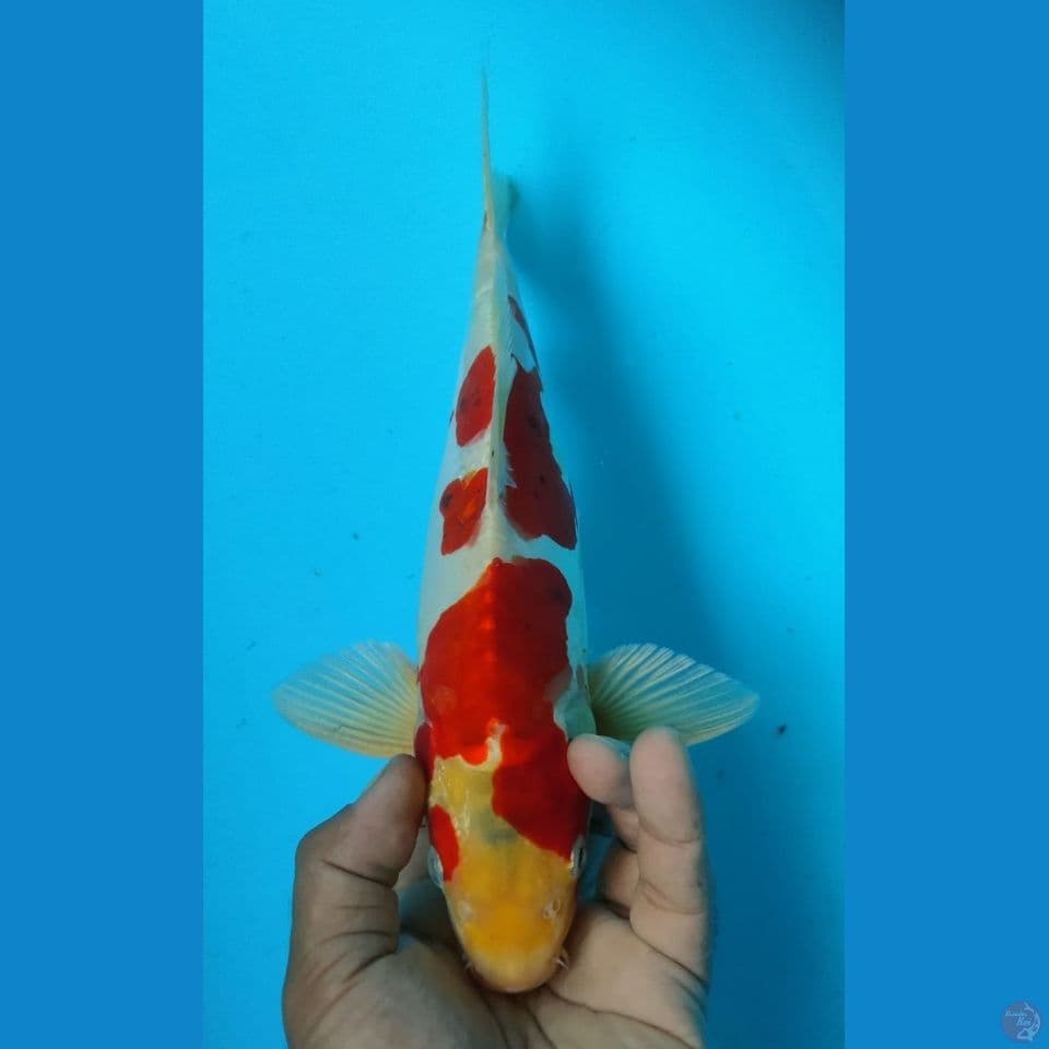GOROMO DOITS 32CM