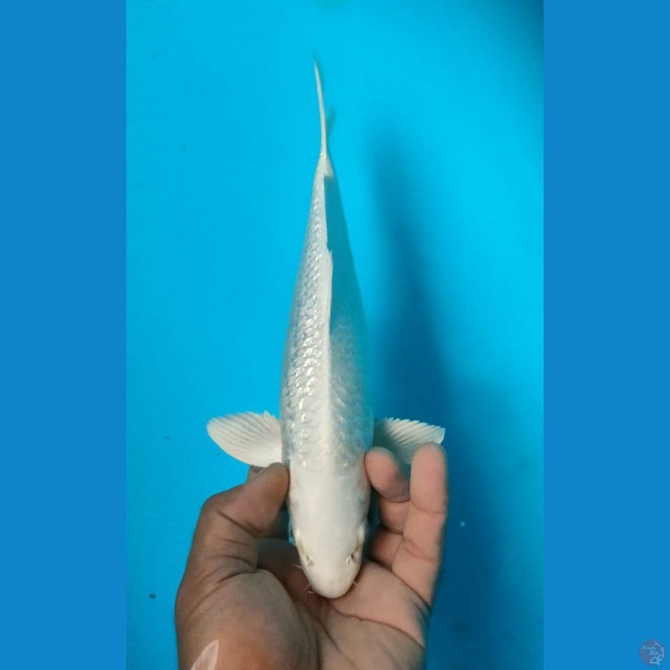 GINRIN 30CM