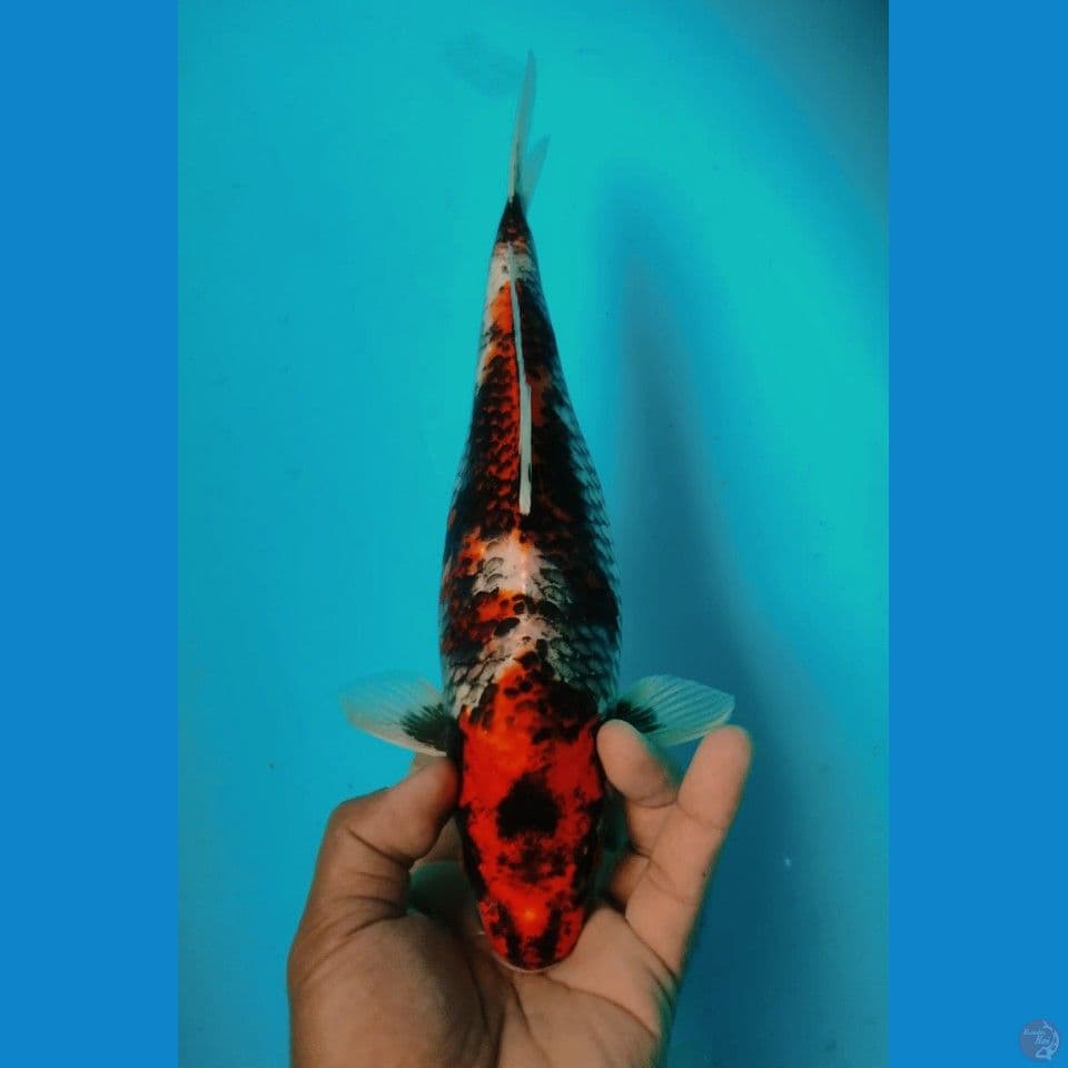 MATSUKAWA 32CM