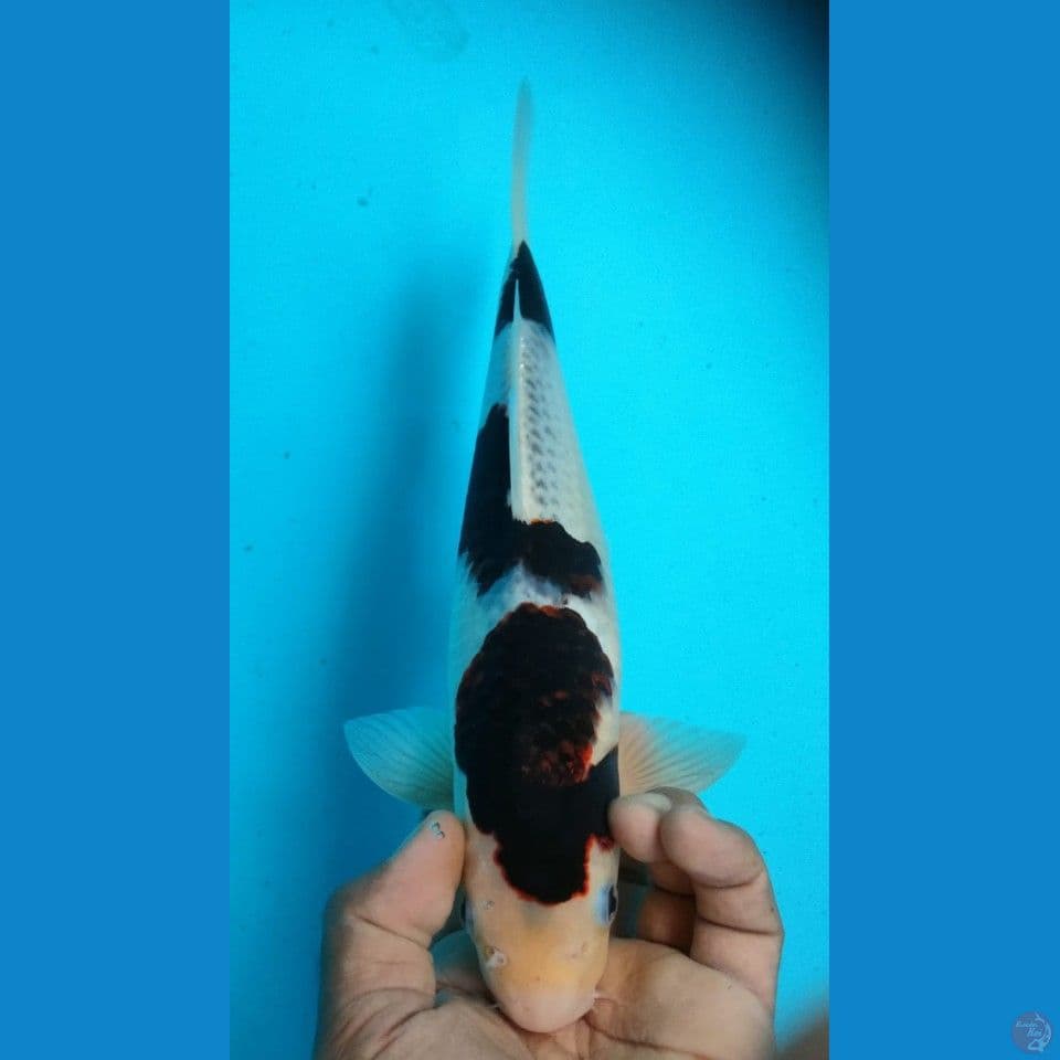 BUDO 32CM
