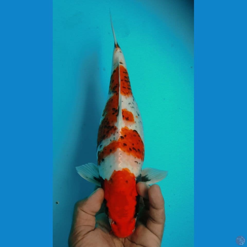 MATSUKAWA 34CM