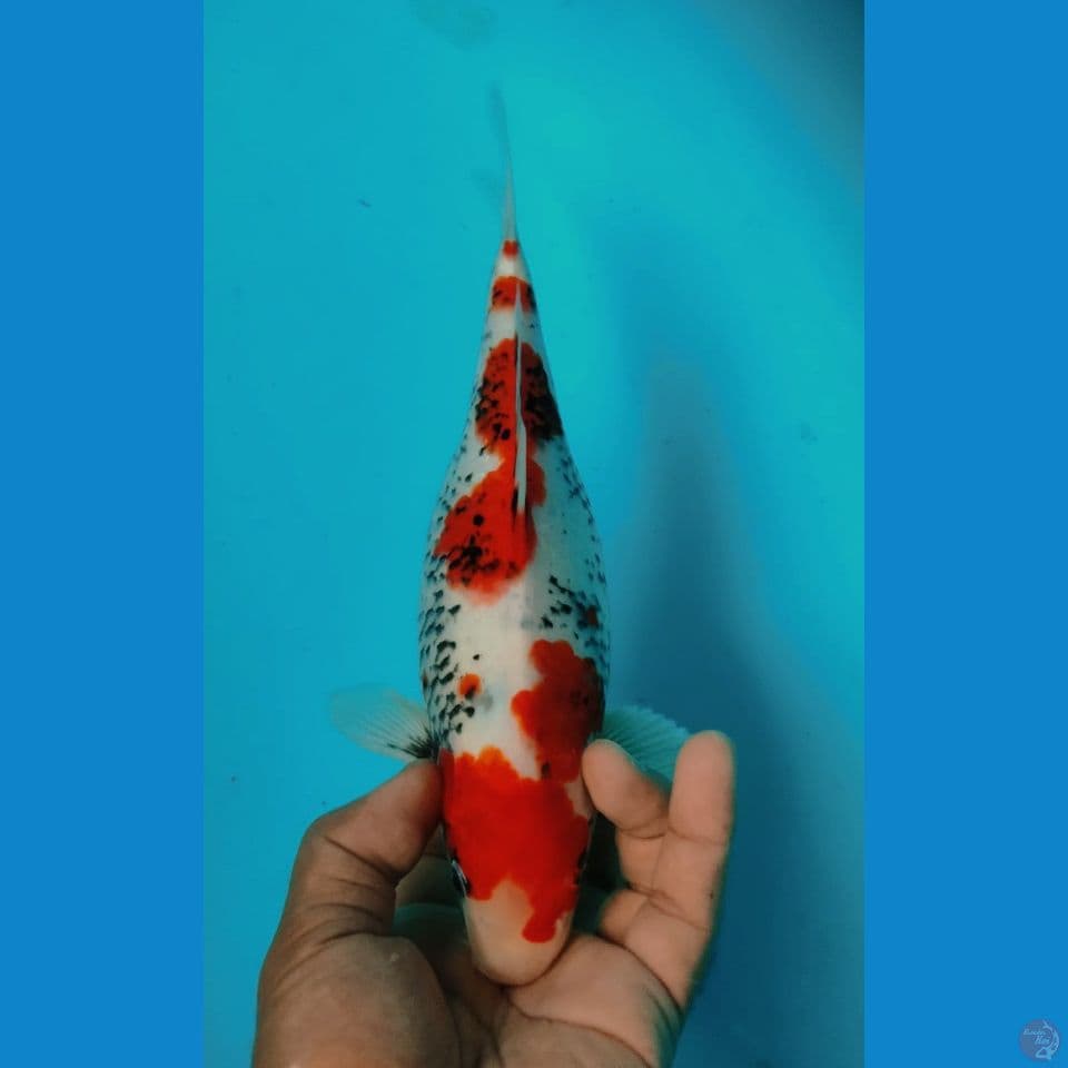MATSUKAWA 27CM
