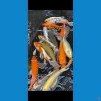 kumpay mix 30 38cm 14 ekor