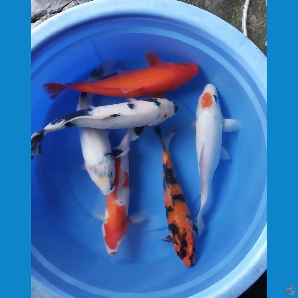 mix