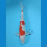 32 cm Ai goromo