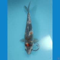 25 cm Antik