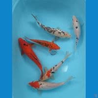 22-29cm 6 ekor mix