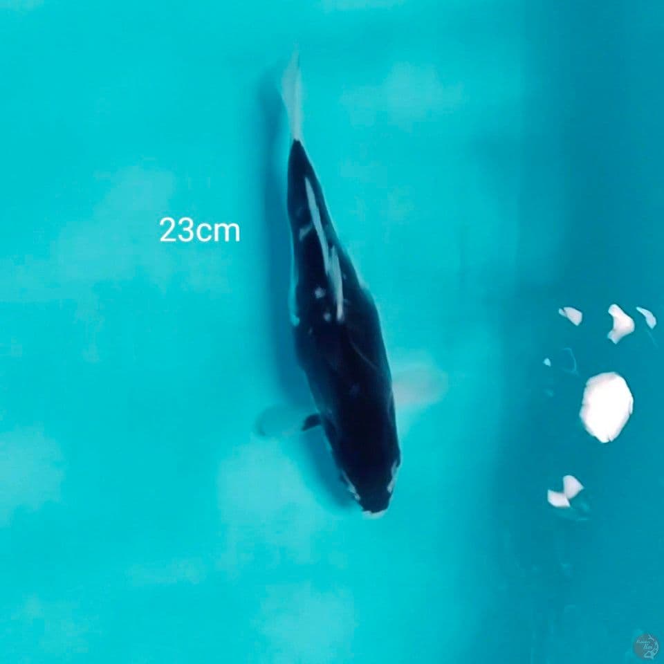 antikan kikuk. 23cm