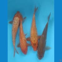 24-27 cm Aragoke
