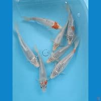 25-29 cm 7 ekor Asagi